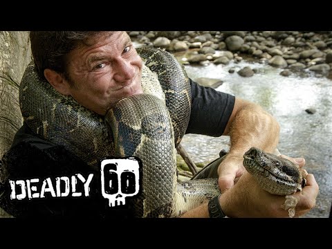 Steve STRANGLED By A Boa Constrictor! | Deadly 60 | BBC Earth Kids