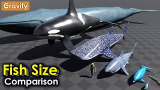 Fish Size Comparision