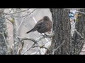 Alpine Chough - Pyrrhocorax graculus - Gracchio