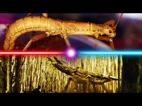 Spore Mantis In Real Life With Sound Effects And Music | Giant Spiny Phasmid | Eurycantha Calcarata