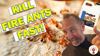 How to Get Rid of Fire Ants FAST | Extinguish Plus Fire Ant Bait Tutorial