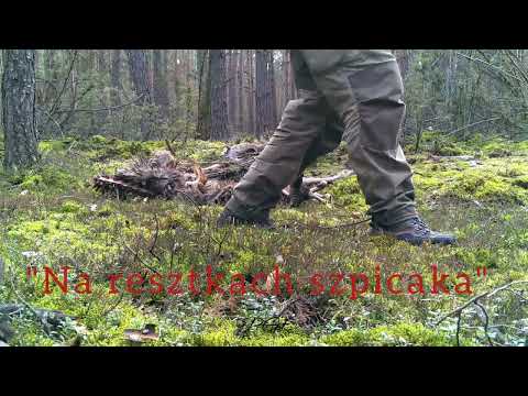 "Na resztkach szpicaka" #wilk #lis #kruk #dzik #jeleń #wolf #canislupus #trialcamera #fotopułapka