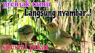 Download lagu Suara pikat prenjak tamu kepala merah/prenjak cemplir. pikat prenjak kepala merah mp3