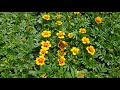2018 May 11 Butterfly And Marigolds