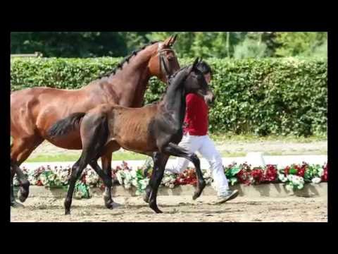 132 Gabalier Hengst v. Goldberg - Rocky Lee