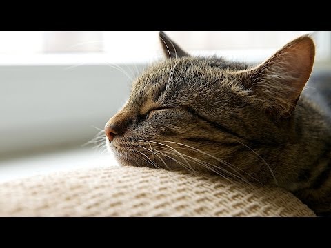 How to Help a Cat Adjust to a New Home | Cat Care - YouTube