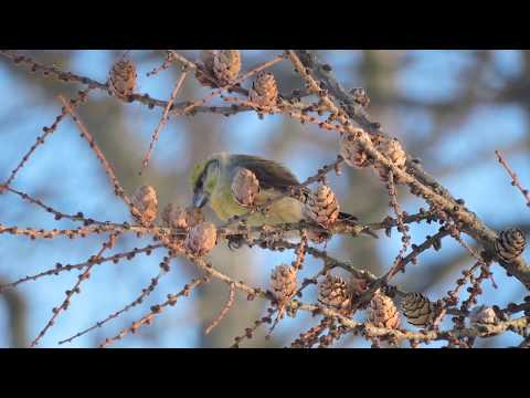 Pikkukäpylintu Loxia curvirostra Helsinki Finland 20.1.2019