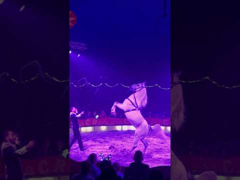 Circus🎪 Renz Berlin#2025 #circus #groningen #netherlands #horse