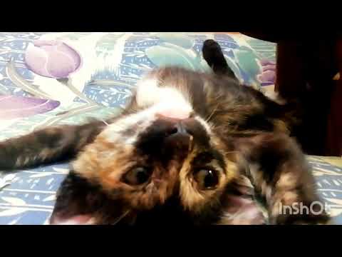 Cuteness overloaded....... funny kitten....