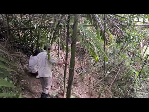 獸醫師於現場對受困陷阱黑熊進行吹箭麻醉