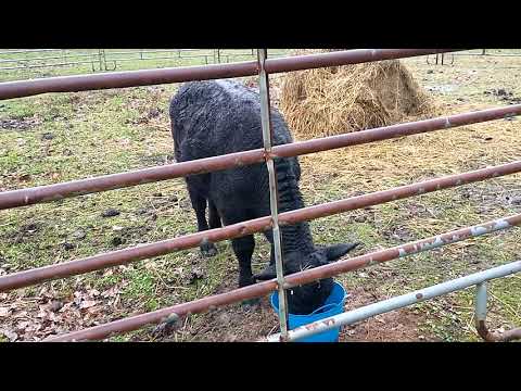 Cows On Craigslist
