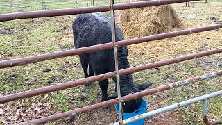 Buying cows and calves: Why buy from farmers you trust