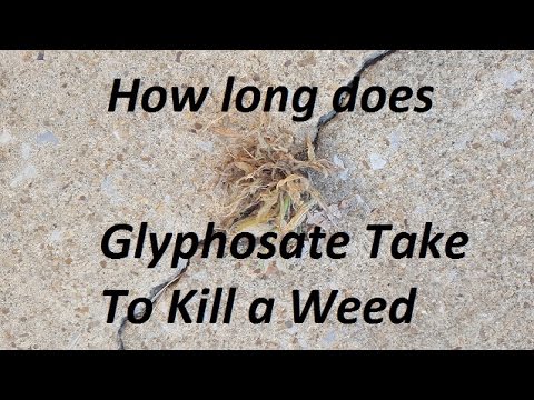 How Long does glyphosate (found in Roundup) take to kill weeds?