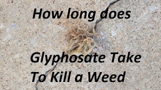 How Long does glyphosate (found in Roundup) take to kill weeds?