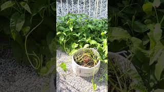 Halinat linisin na natin ang ating Jungle garden