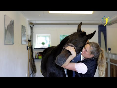 Osteopathische Nachkontrolle vom Wallach Favingo - Was hat sich seit der letzten Vorstellung getan?