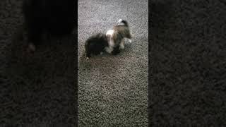 Malti-Pom Puppies Videos