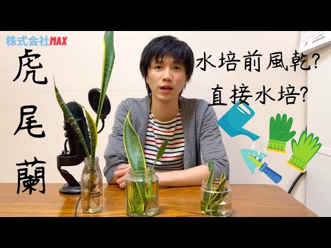虎尾蘭水耕