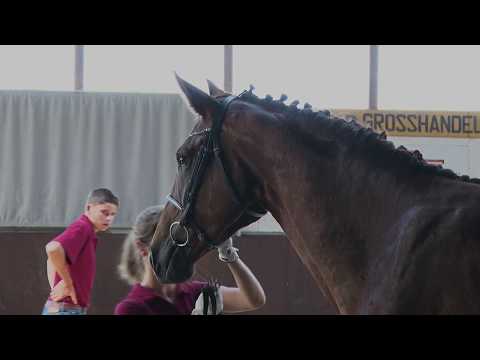 Ella Rose von Escolar - Belissimo M - Rubin Royal