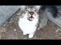 Cat Voice Cute Cat Meowing Very Loudly Hungry Cat Sound
