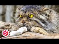 INI DIA KUCING PALING MEMATIKAN DI DUNIA Kemampuannya Mengalahkan Singa