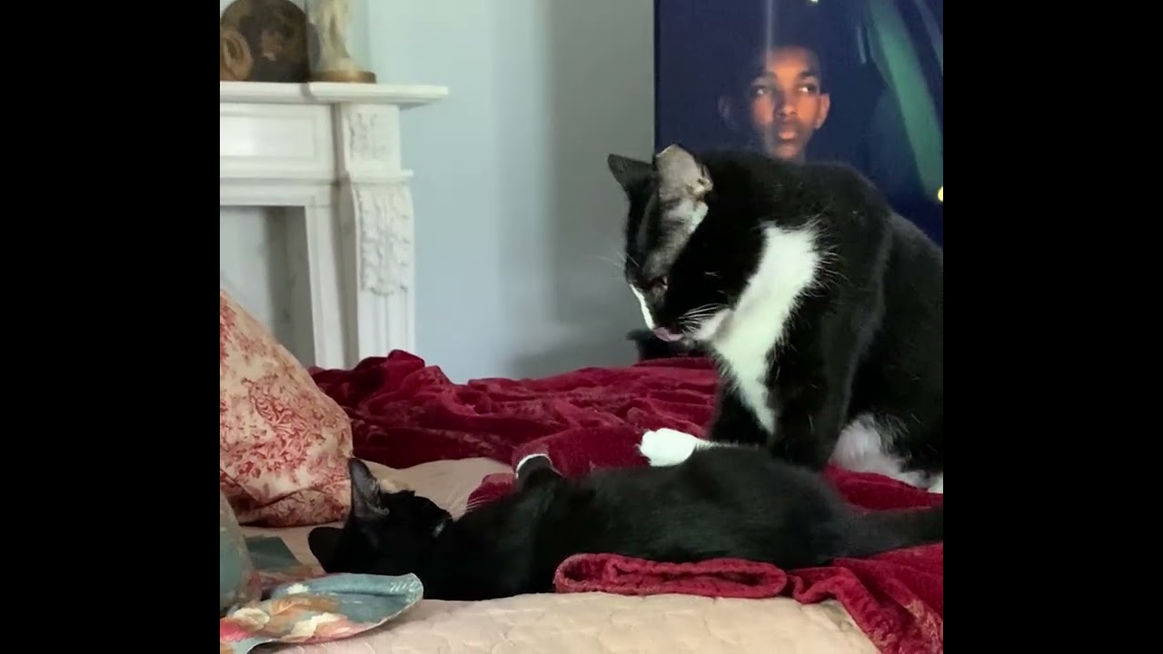 Enlarge Bert, a Adoptable Domestic Short Hair in Beaufort, SC video 5/5