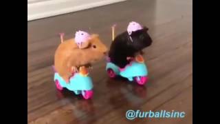 Guinea Pigs driving Scooters / Tricycles | Funny Video {these are NOT MY GUINEA PIGS}