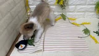 ハーフ犬の動画02