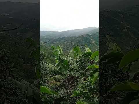 palestina Huila Colombia 🇨🇴