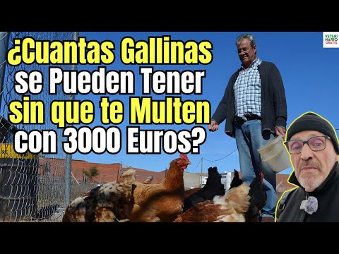 📢 HOW MANY CHICKENS CAN YOU KEEP FOR YOUR OWN CONSUMPTION WITHOUT GETTING A 3,000 EURO FINE? 🐔 💸🐔💸