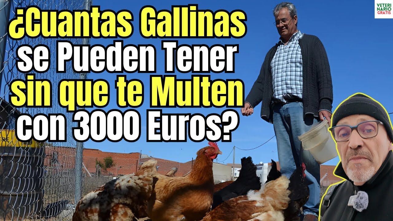 📢 ¿CUÁNTAS GALLINAS SE PUEDEN TENER PARA AUTOCONSUMO SIN QUE TE MULTEN CON 3000 EUROS? 🐔 💸🐔💸