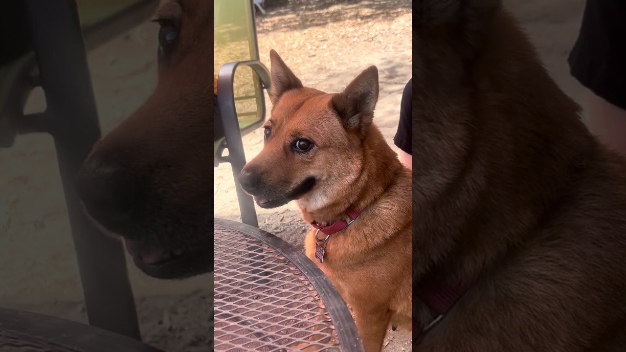 Enlarge Happy, a Adoptable mixed breed in Boerne, TX video 2/6