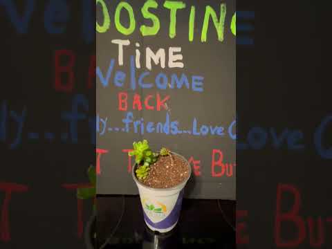 SUCCULENT SPA DAY #SHORTS