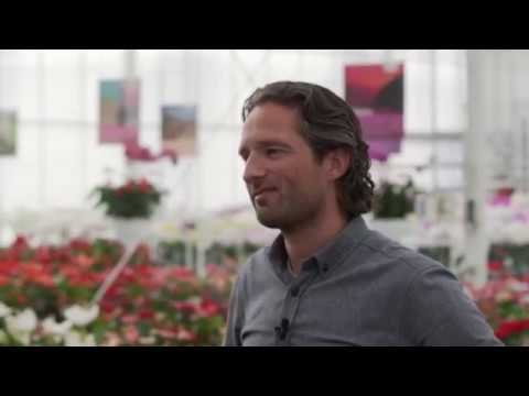 How Anthuriums & Orchids Get to Market — Ep 077