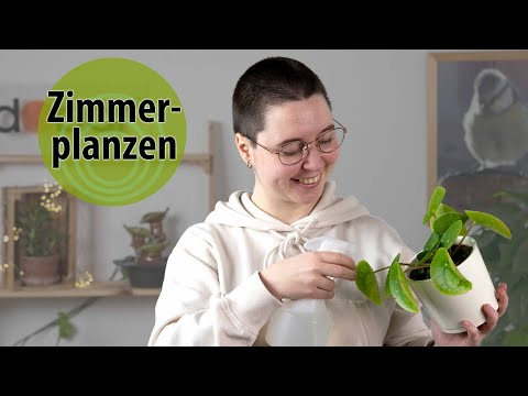 Zimmerpflanzen im Winter | dobarsmart