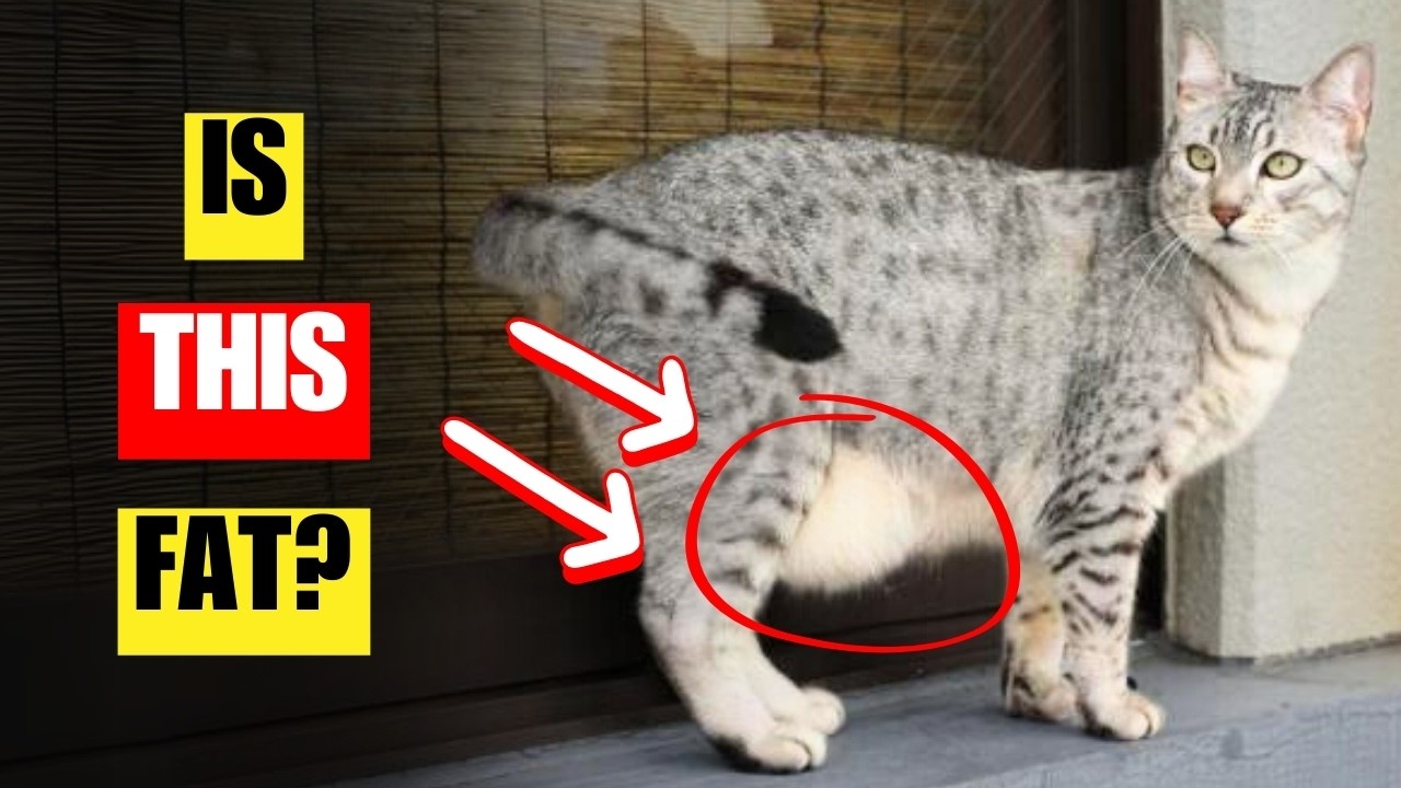WARNING: Why your cat has a fat pouch | Primordial Pouch