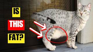 WARNING: Why your cat has a fat pouch | Primordial Pouch