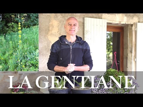 download lagu mp3 mp4 Herbes Digestives, download lagu Herbes Digestives gratis, unduh video klip Herbes Digestives