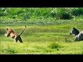 A Lion Ambushes A Zebra Be An Animal BBC Earth
