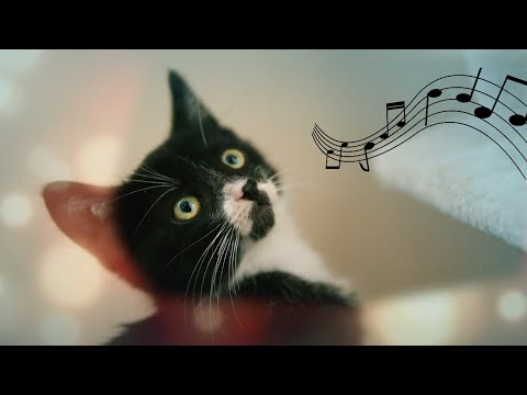 Music for Cats ♬ The Perfect Bedtime Lullaby for Kittens