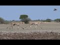 Cheetah Trotting Quadruped Run Cycle Reference Animation Reference Videos