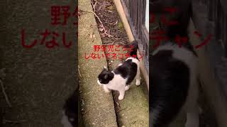 実家のネコチャンと戯れてきた【2日目】