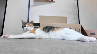 【癒し】三毛猫フミちゃん初めてハンモックでお休みです😽