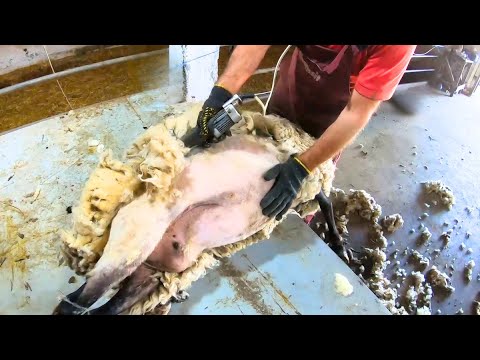 , title : 'Sheep Shearing  this video that Will Make you Want to Go Vegan and Forget about Lamb'