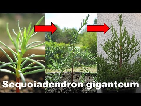 Giant Sequoia 2 year timelapse + 6 years later