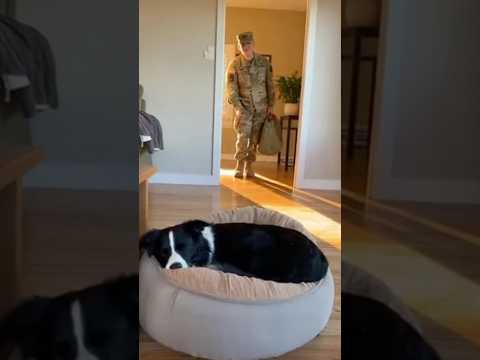 What happens when a dog sees its owner who's just come back from military service?#dog