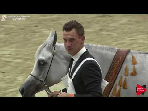 N.194 GALERIDA - BRONZE - Mares Championship