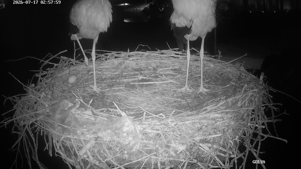 Live webcam view of Cigüeñas blancas anidando en un tejado