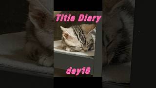 Titia Diary08「仔猫お迎えしました」【day18to20】 #アメリカンショートヘアー #シルバータビー #shorts