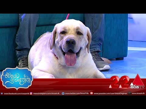 Labrador සුනඛයන් ගැන දැනගන්න | Jeevithayata Idadenna | Sirasa TV | 04th May 2021